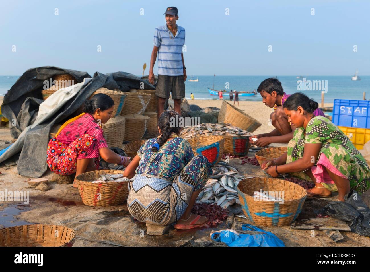 Tri du poisson Colva Beach Goa Inde Banque D'Images