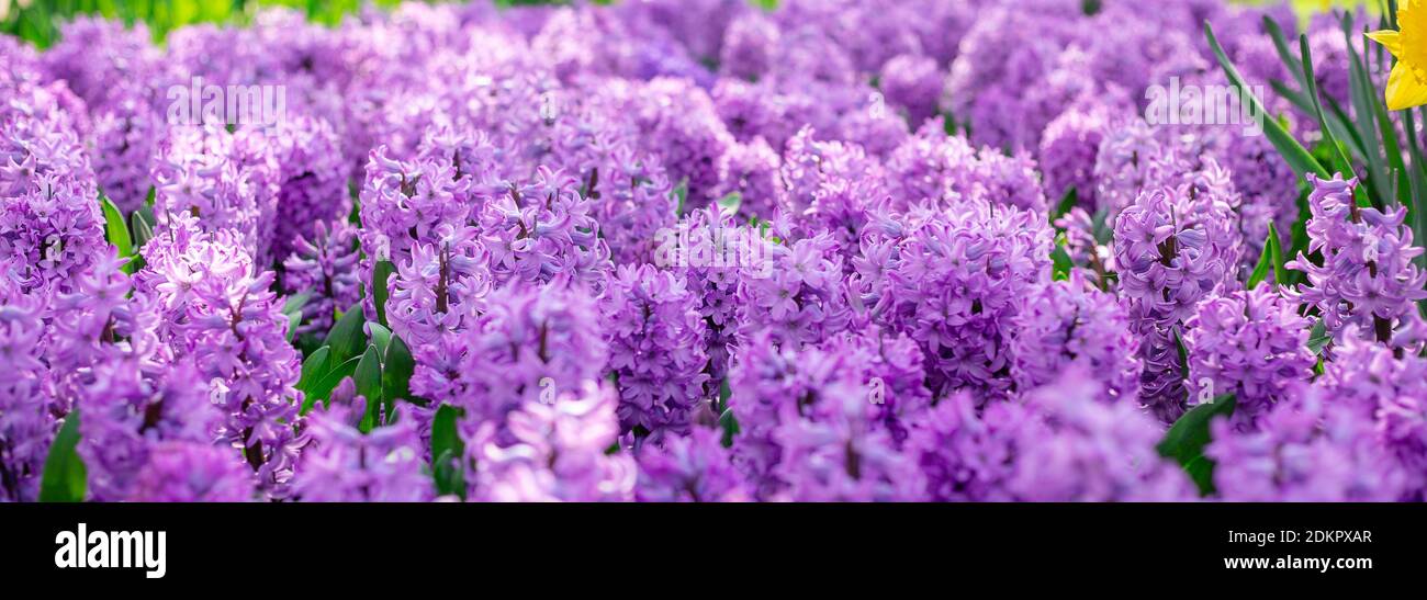 Bannière printanière de beaux jacinthes violettes. Panorama paysage, espace de copie - image Banque D'Images