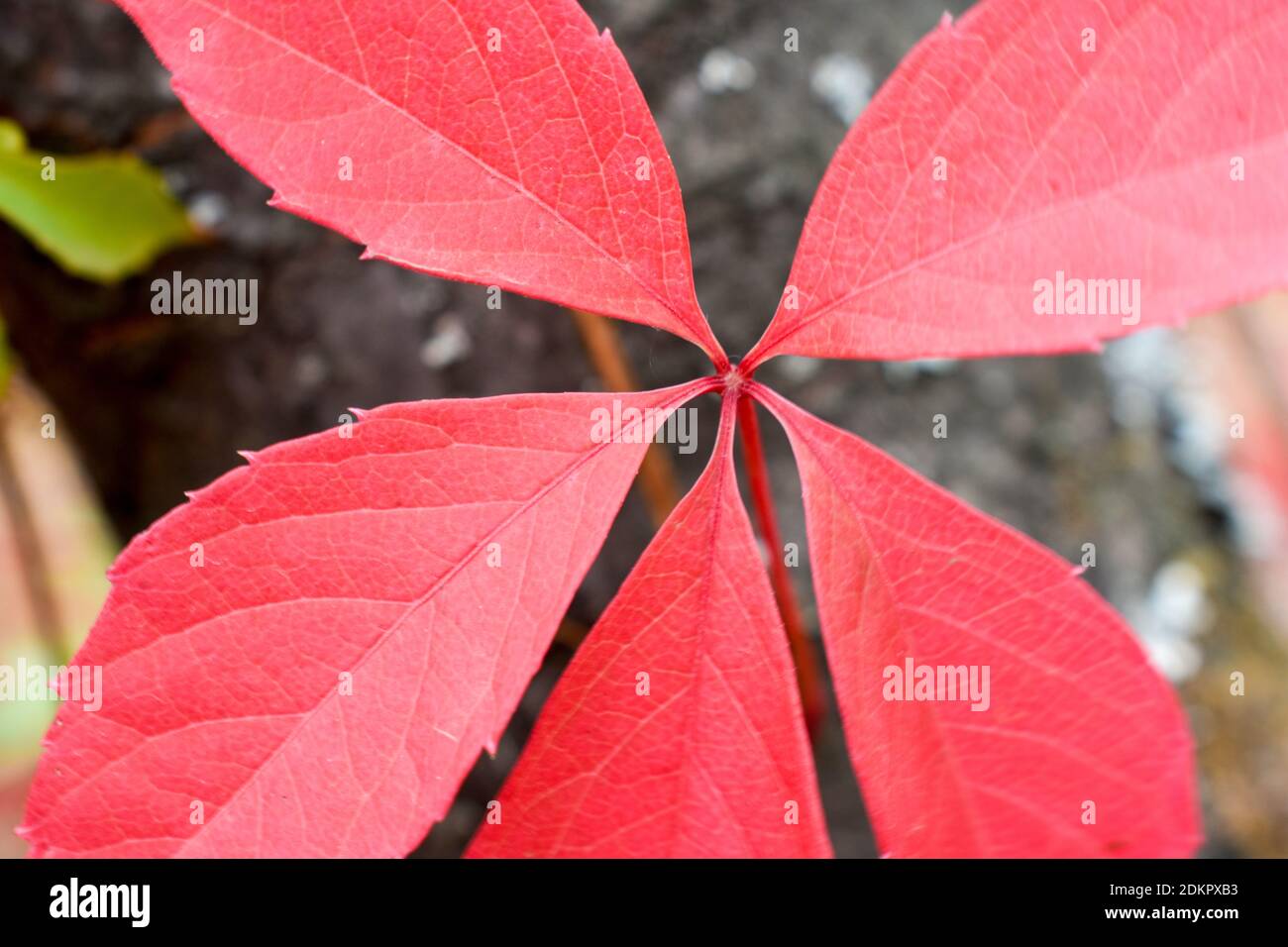 Gros plan de feuilles d'automne brillantes de liana sauvage Banque D'Images