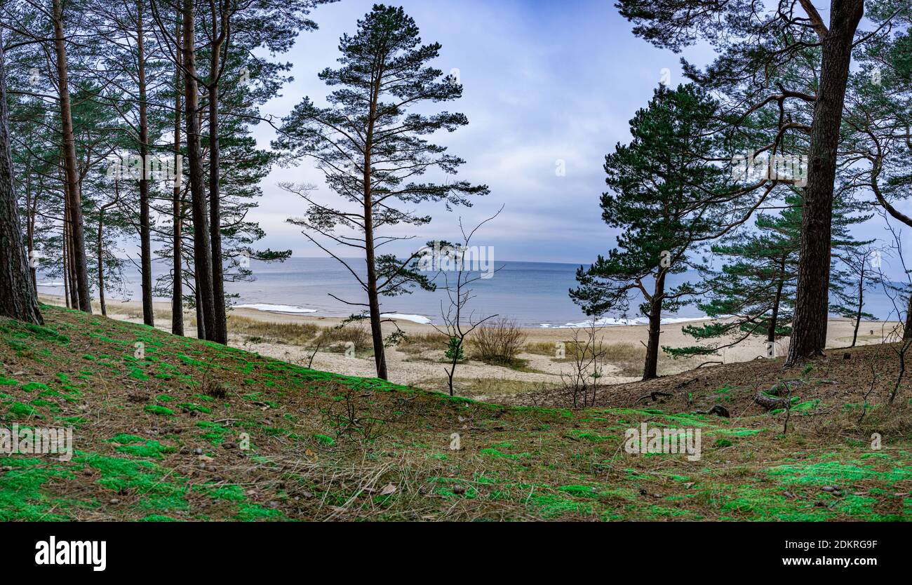 Côte de mer Baltique. Vue sur la forêt de conifères avec pins et la côte de la mer Baltique avec plage de sable blanc et mer bleue. Paysage panoramique du nord. Banque D'Images