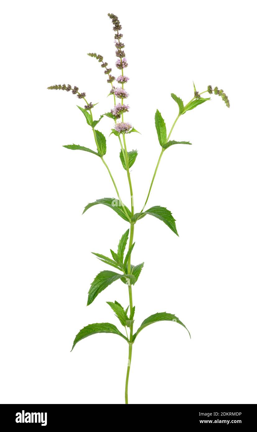 Fleur de Mentha arvensis isolée sur fond blanc Banque D'Images