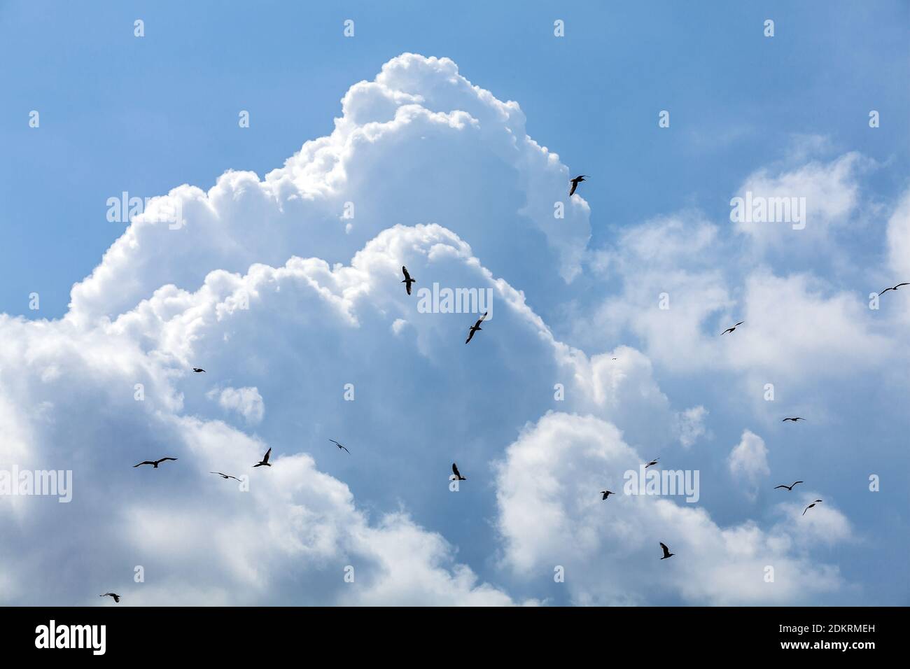 Oiseaux volant devant la formation massive de nuages de cumulus Photo Stock  - Alamy