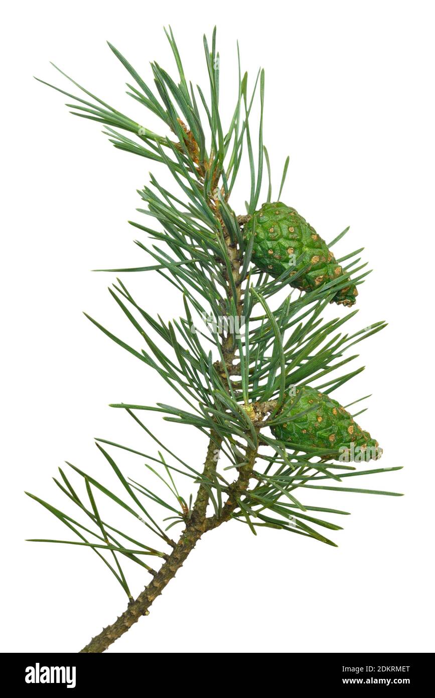 Branche de pin (Pinus sylvestris) avec cônes isolés sur fond blanc Banque D'Images