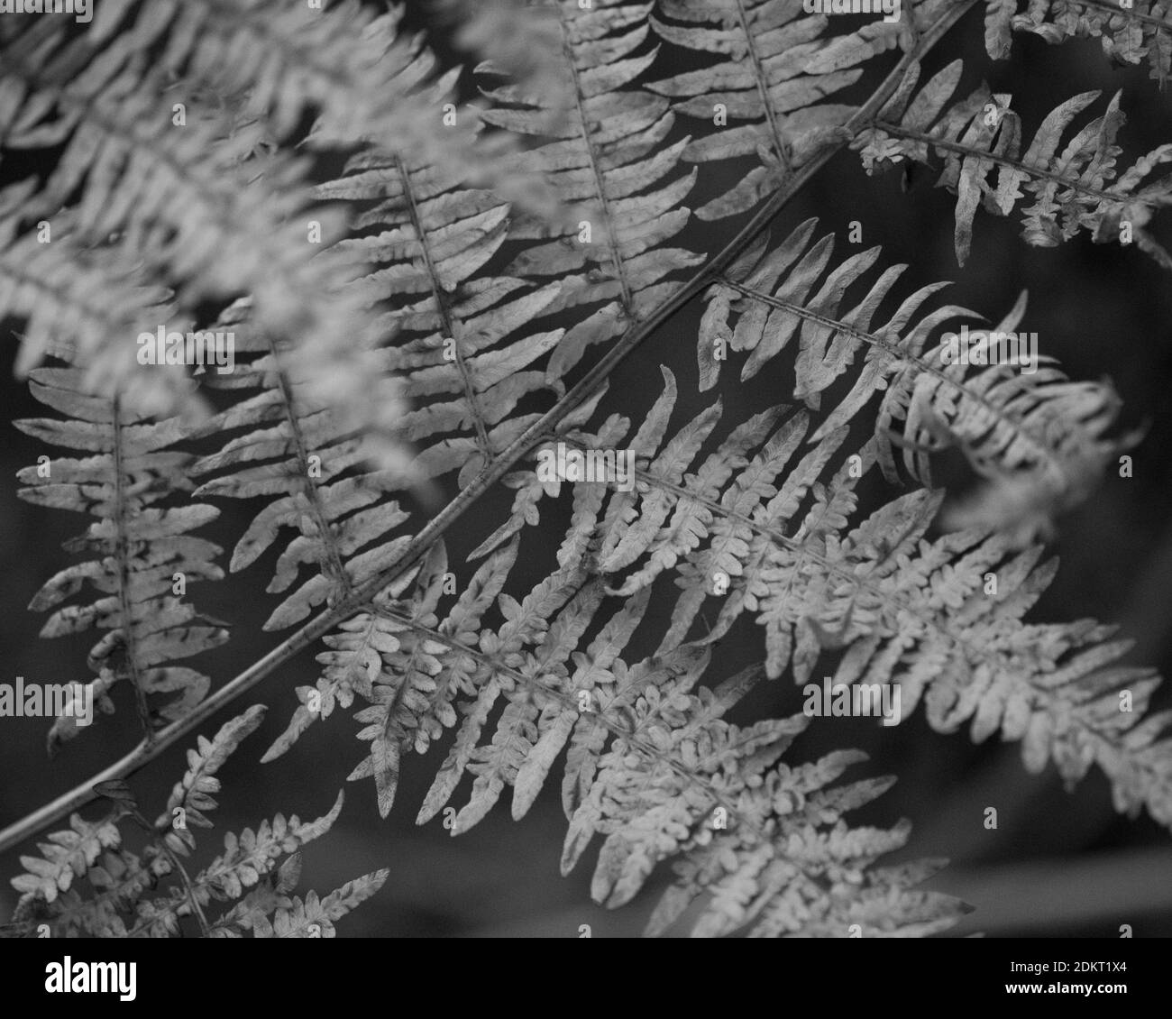 Ferns feuillus saumâtre, fermé en automne. New Forest, Noir et blanc, Hampshire, Angleterre, Royaume-Uni. Banque D'Images