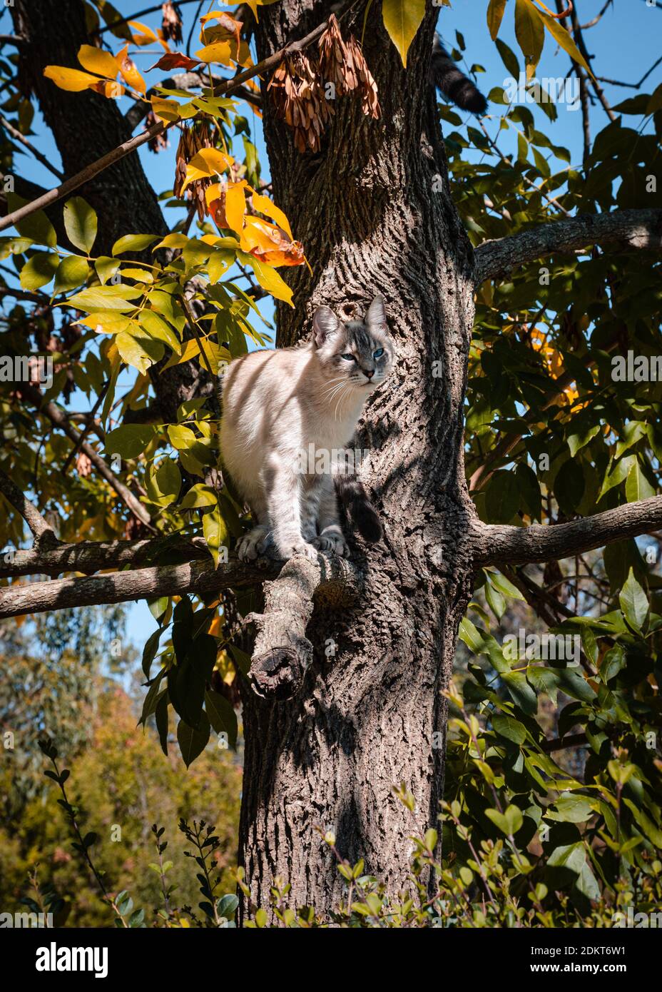 Chat sur un arbre. Chat grimpant Banque D'Images