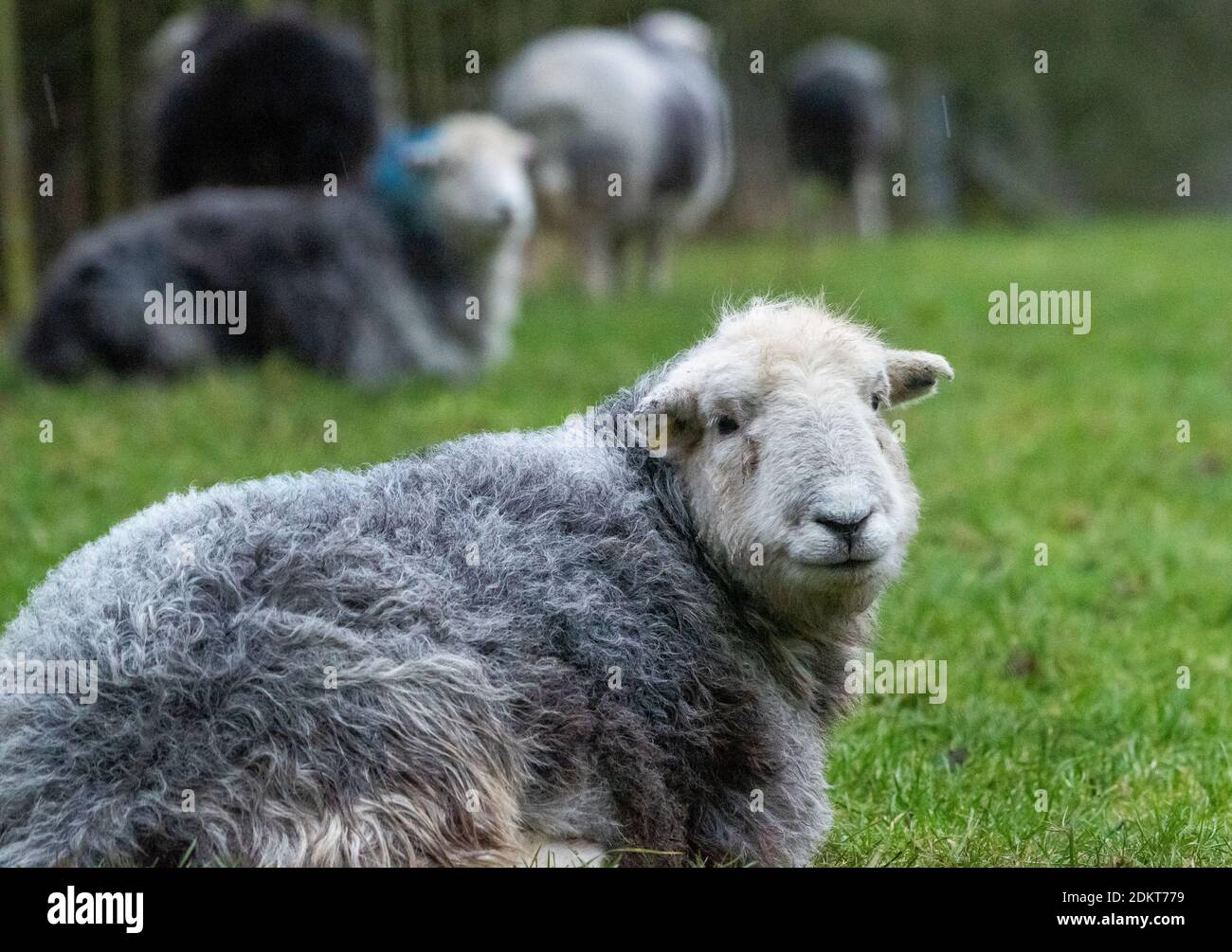 Newton, Clitheroe, Lancashire, Royaume-Uni. 16 décembre 2020. Herdwick est sous la pluie à Newton, Clitheroe, Lancashire. Crédit : John Eveson/Alamy Live News Banque D'Images