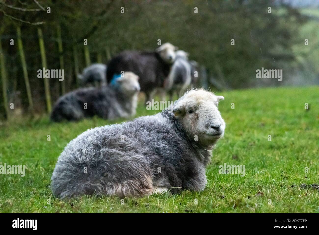 Newton, Clitheroe, Lancashire, Royaume-Uni. 16 décembre 2020. Herdwick est sous la pluie à Newton, Clitheroe, Lancashire. Crédit : John Eveson/Alamy Live News Banque D'Images