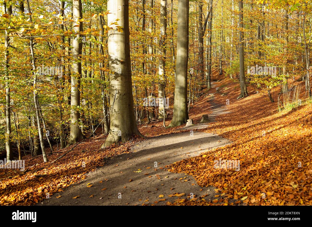 Le chemin sinueux à travers la forêt d'automne avec un motif zigzag a quelque chose de presque symbolique à son sujet. Qui sait exactement comment va la vie. Banque D'Images