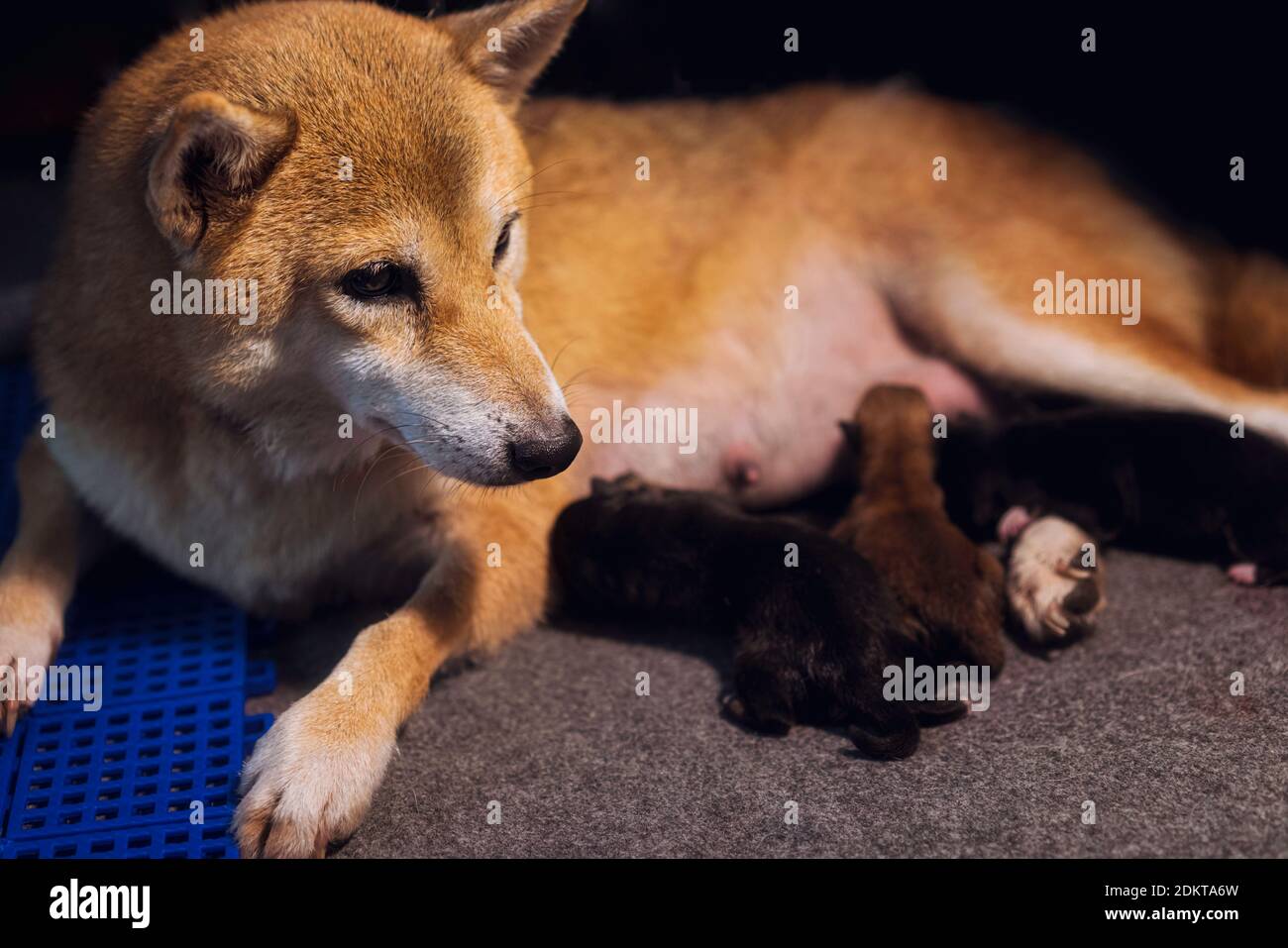 Chien Mere Shiba Inu Qui Eleve Actuellement Un Nouveau Bebe Chiots Et Maman De Chien Japonais 4 Heures Photo Stock Alamy