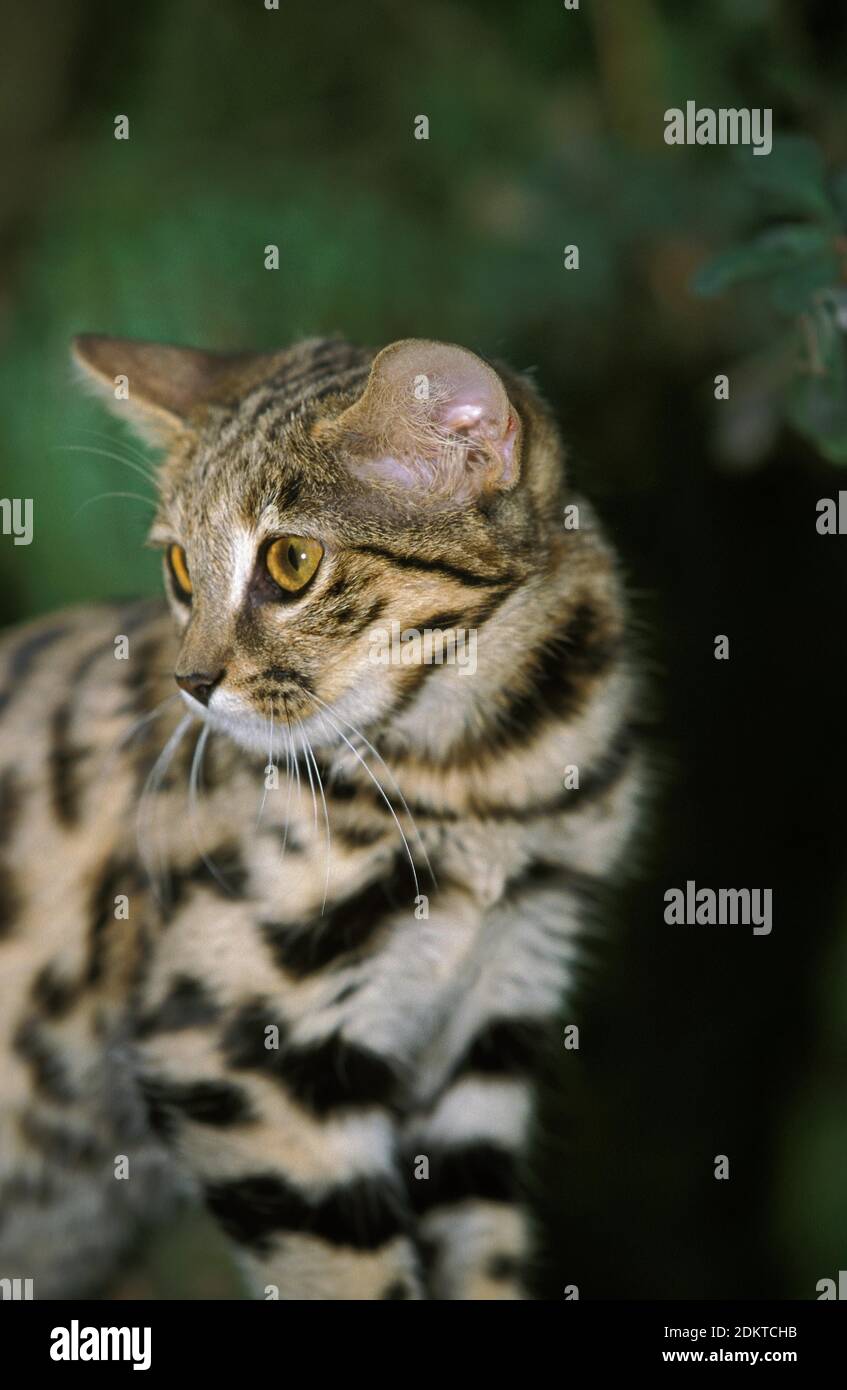 Putois Cat, felis nigripes, adulte Banque D'Images
