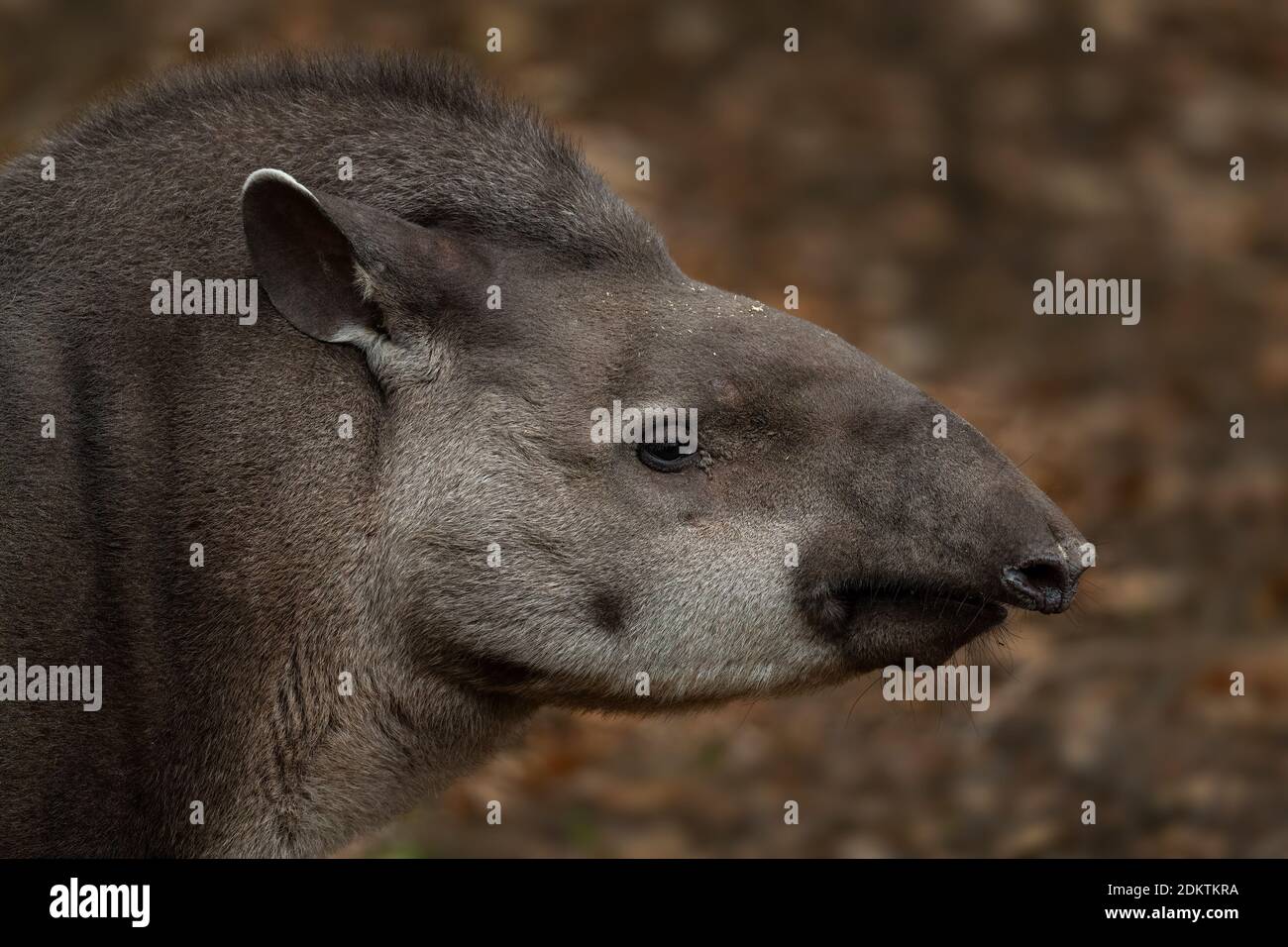 Tapir d'Amérique du Sud - Tapirus terrestris, grand mammifère timide des forêts et buissons d'Amérique du Sud, Équateur. Banque D'Images