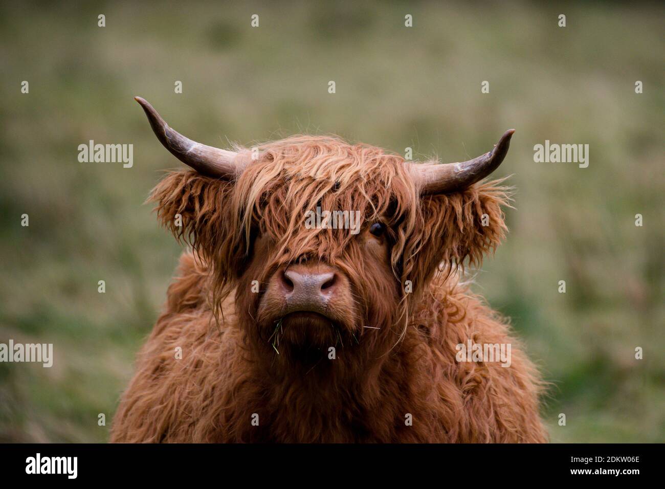 Highland Cow à Glen Nevis, Scottish Highlands regarde directement la caméra Banque D'Images