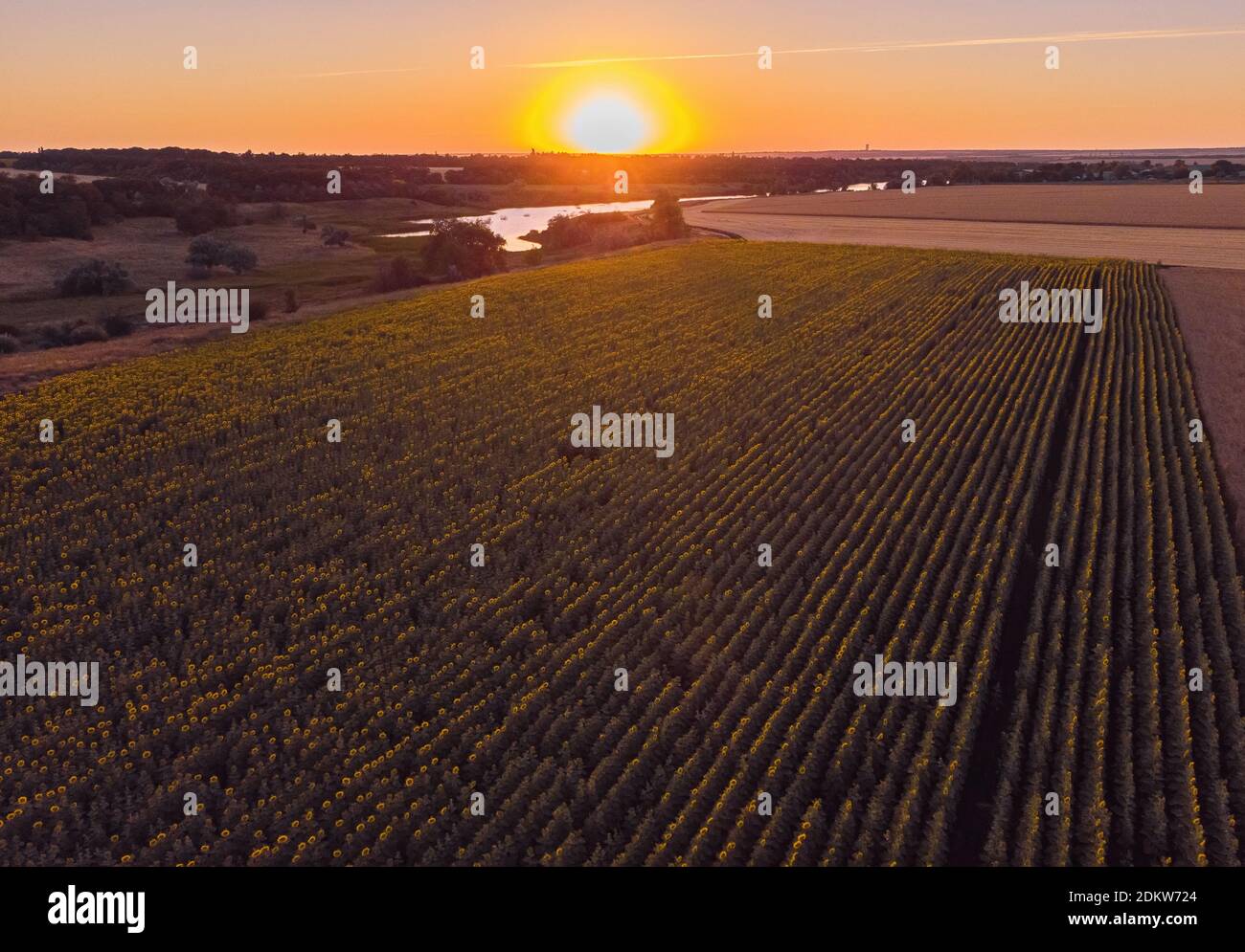 Scène magique de tournesols jaune vif d'en haut dans la soirée. Photo du concept d'écologie. Industrie agraire. Papier peint parfait. Photographie de drone. Banque D'Images
