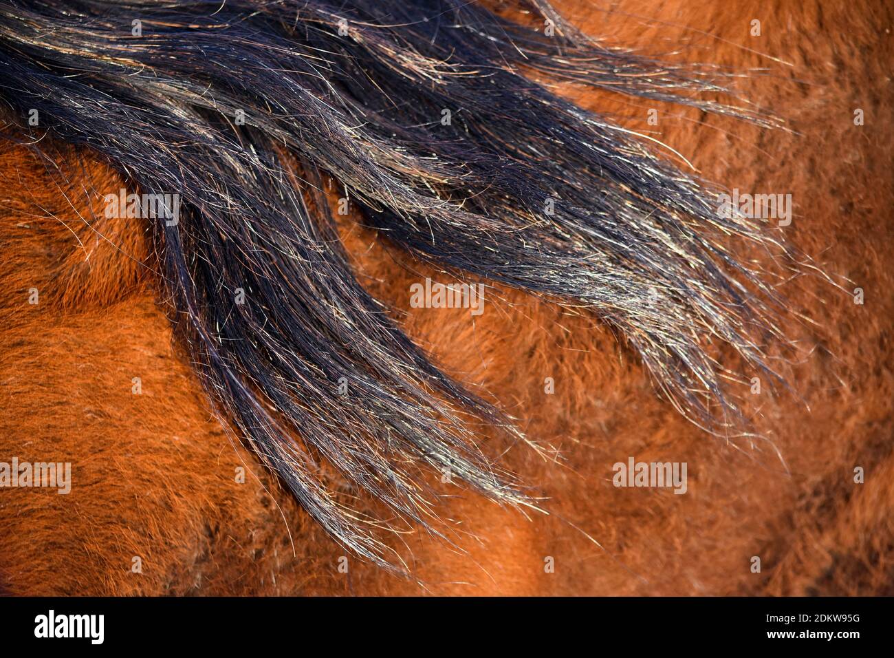 Gros plan de crinière noire de cheval contre manteau de châtaignier à la lumière naturelle Banque D'Images