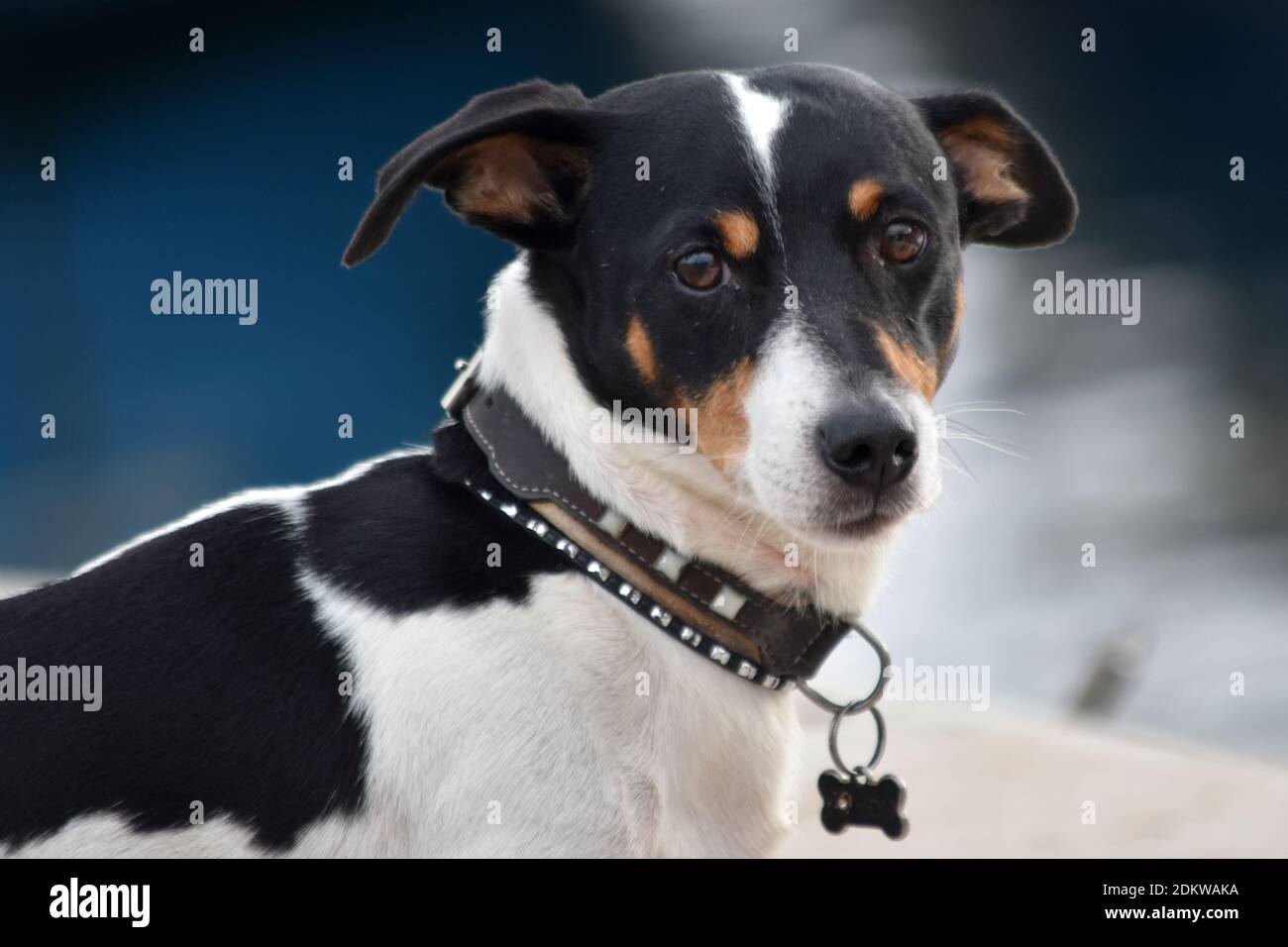 Jack Russell chien portant un collier et regardant la caméra dans le port de Cannes, Côte d'Azur Banque D'Images