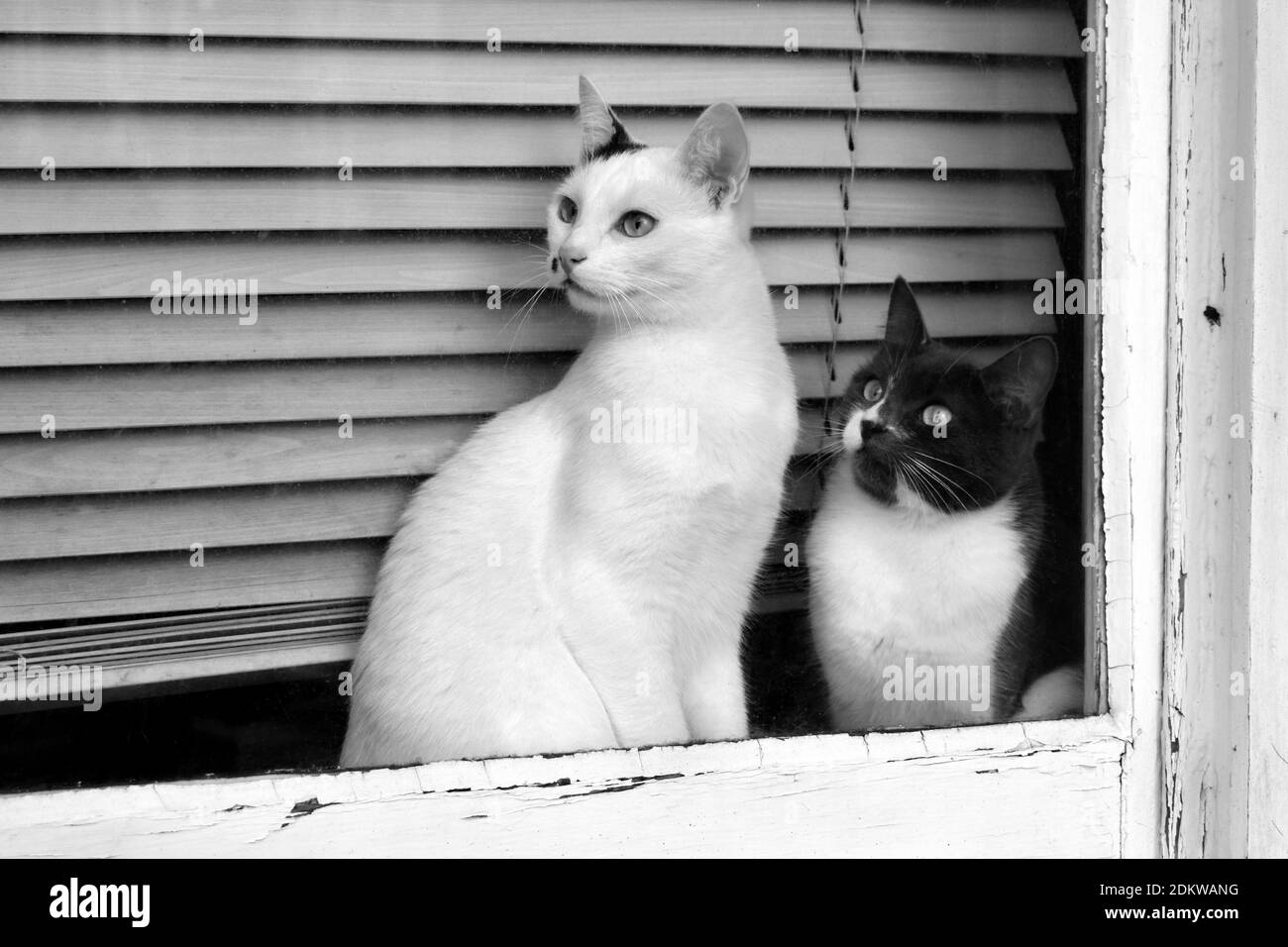 Deux chats curieux regardant par une fenêtre en noir et blanc Banque D'Images