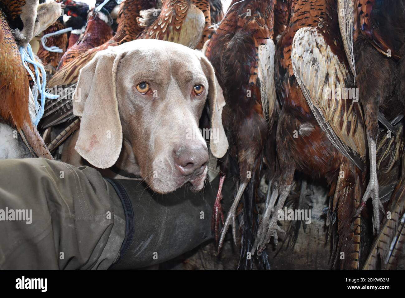 Photo de tête d'un chien obéissant Weimaraner avec un chasseur entouré de faisans morts lors de la chasse en Slovaquie Banque D'Images