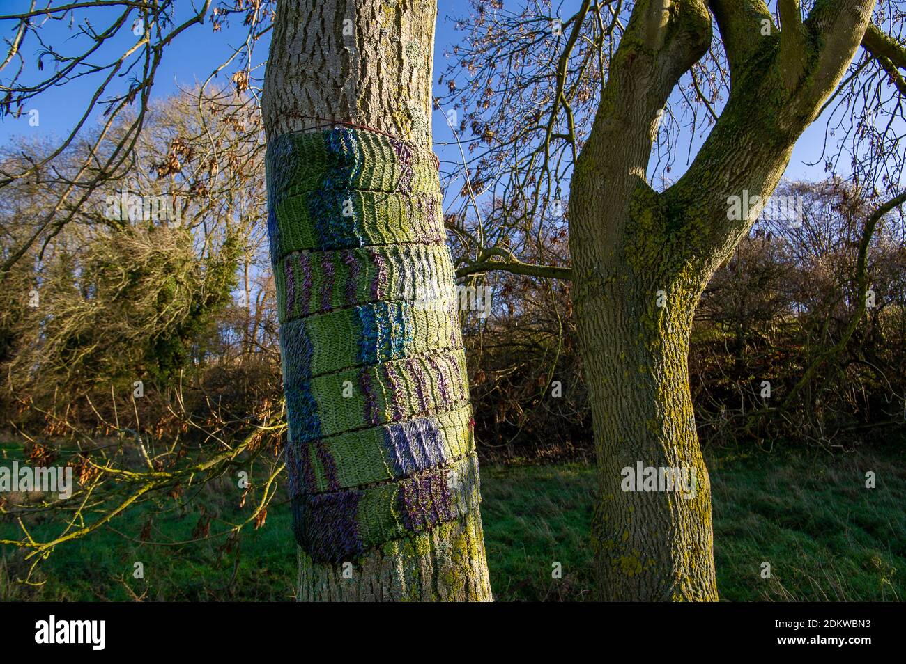 Great Missenden, Buckinghamshire, Royaume-Uni. 15 décembre 2020. Les  protecteurs d'arbre ont enveloppé des foulards tricotés autour d'un arbre à  côté du composé HS2. Les résidents du beau village de Great Missenden  seraient