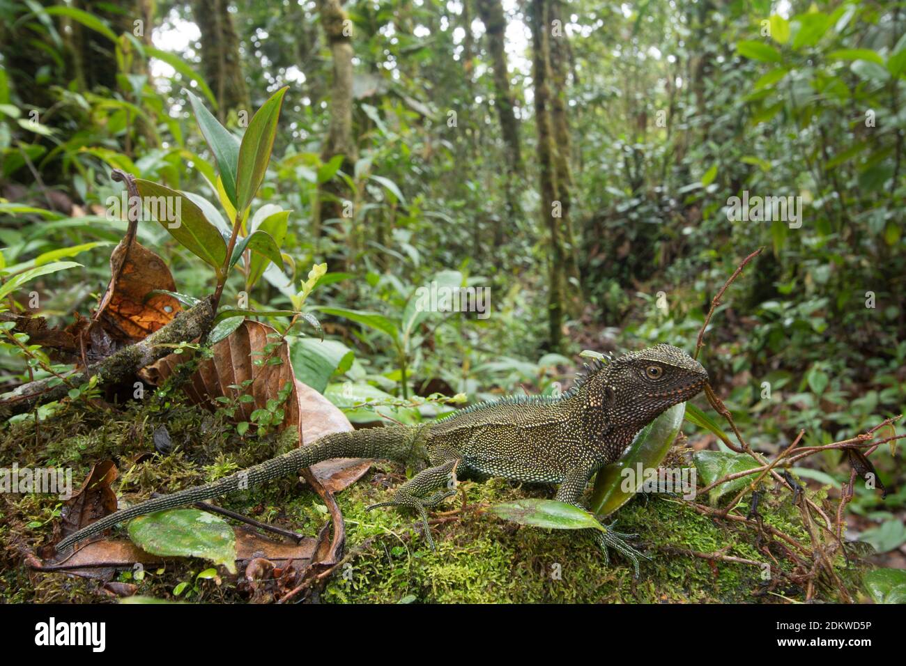 Lézard en bois à gorge rouge (Enyalioides rubrigularis) dans son habitat naturel, forêt tropicale montagnarde mossy au-dessus de la vallée du Rio Nangaritza dans la Cordillère del Banque D'Images