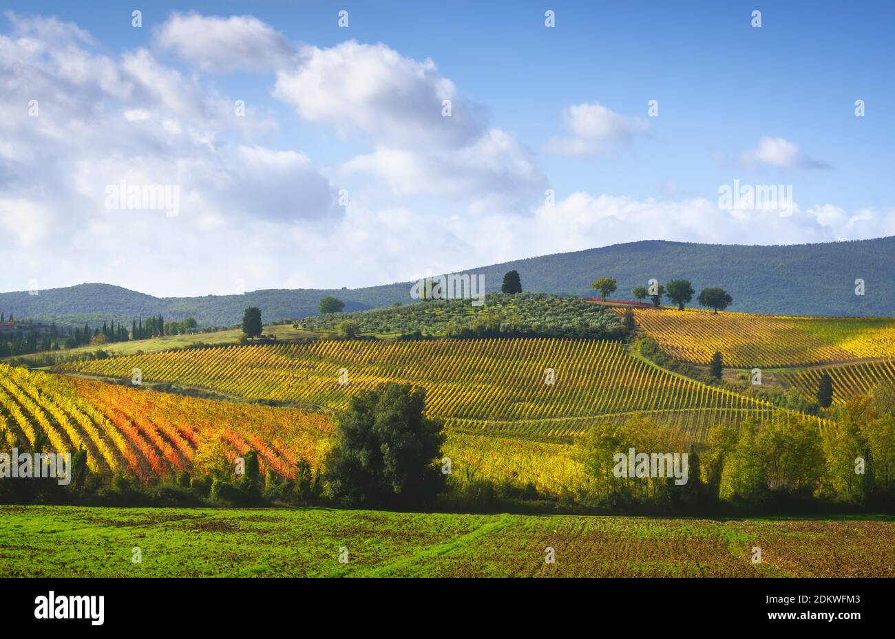 Panorama des vignobles et arbres au sommet de la colline de Castellina in Chianti en automne, Toscane, Italie, Europe. Banque D'Images