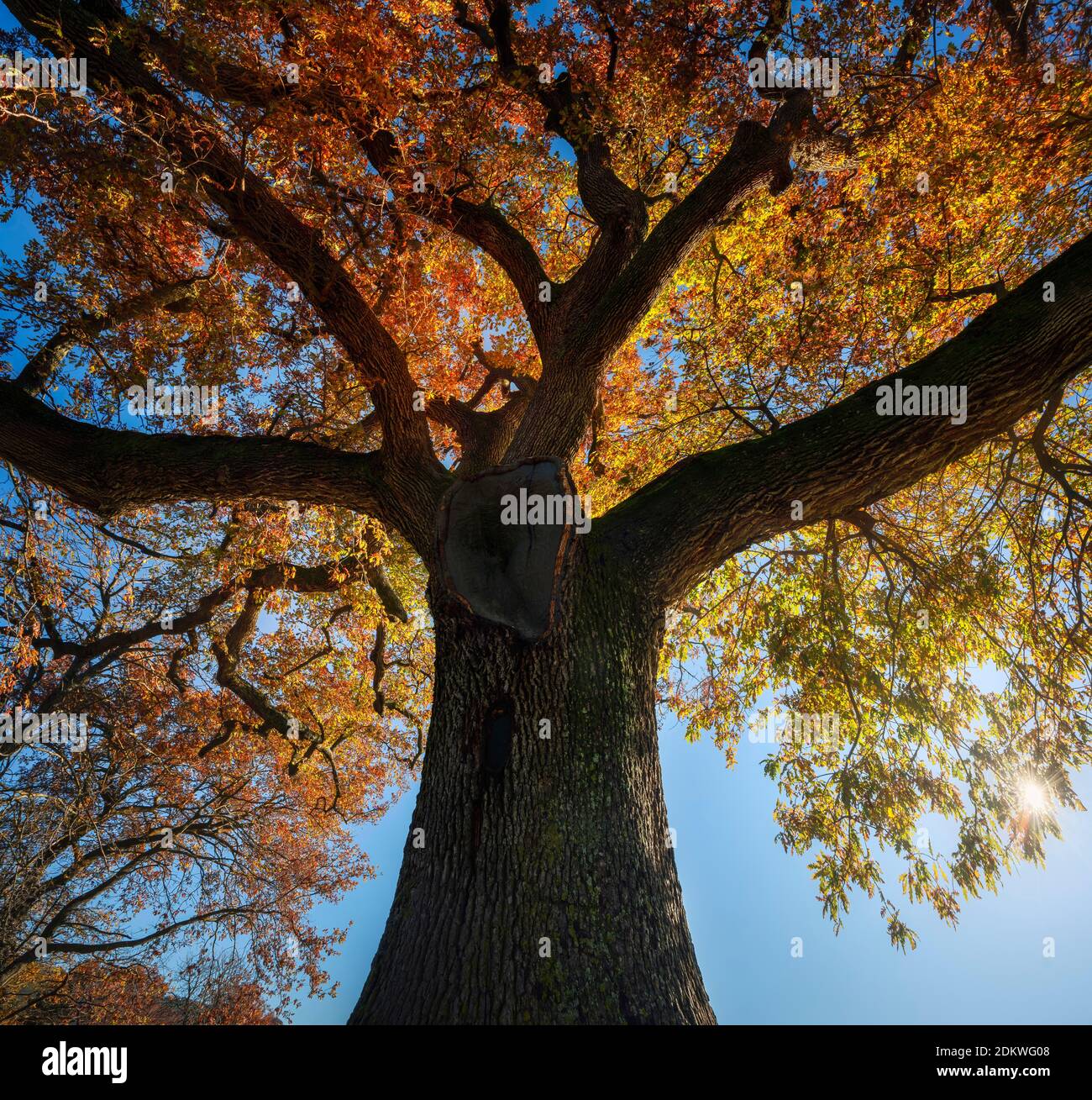 Chêne séculaire en automne matin en contre-jour. Toscane, Italie Europe. Banque D'Images