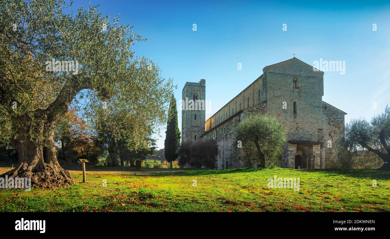 Abbaye de Sant Antimo le matin, oliviers et cyprès. Montalcino. Toscane, Italie Banque D'Images