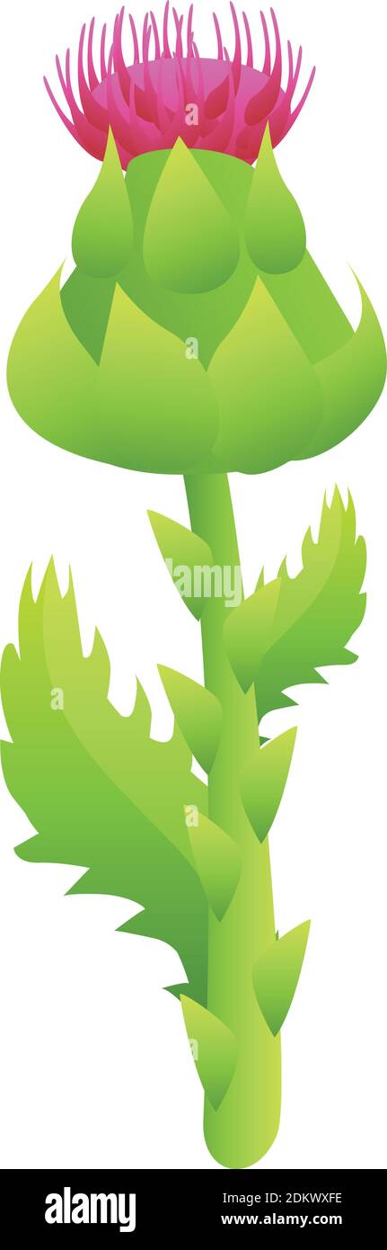 Icône de plante verte de chardon. Dessin animé de chardon vert plante vector icône pour la conception de Web isolé sur fond blanc Illustration de Vecteur