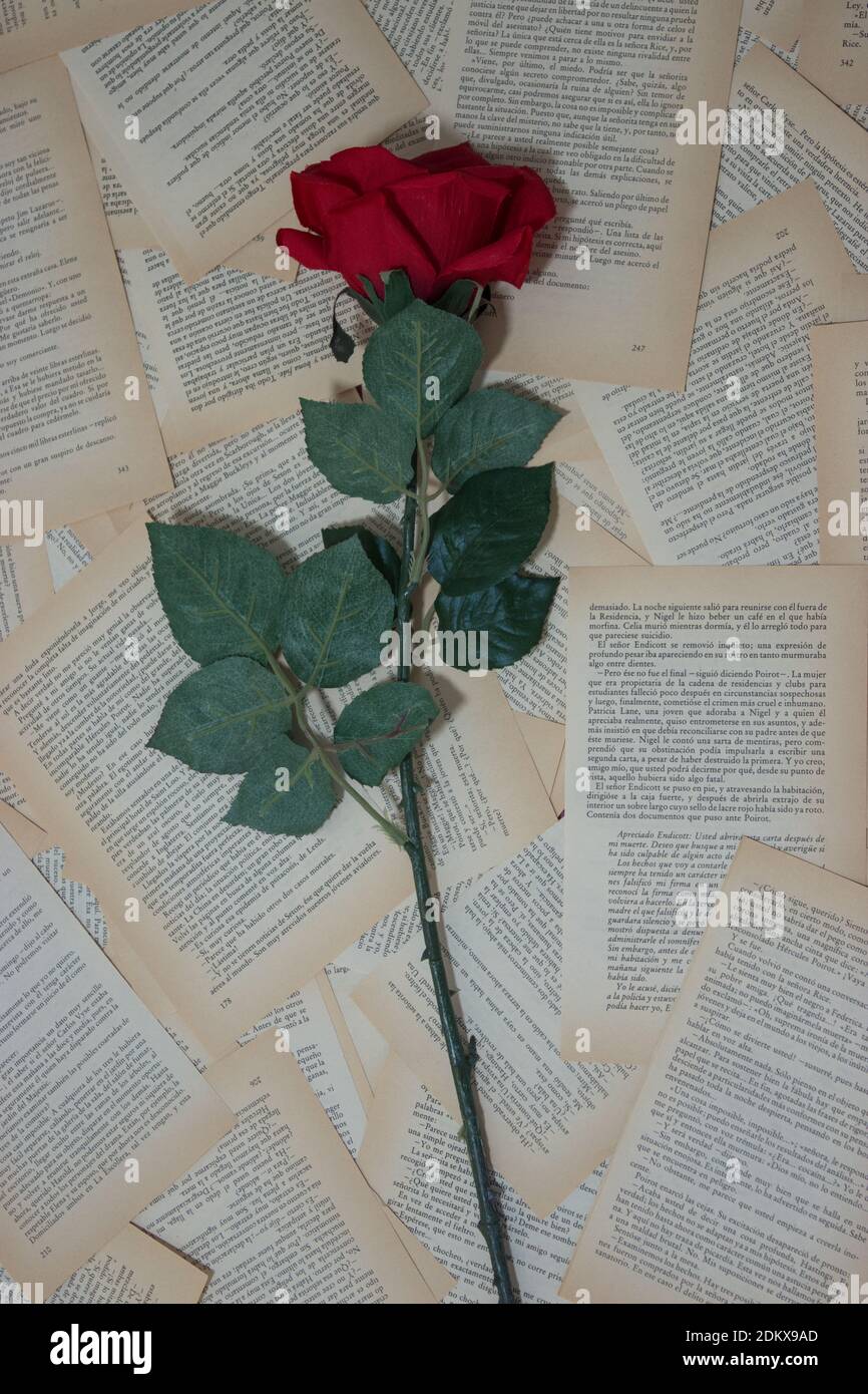 Une rose rouge unique sur un fond de pages d'un vieux livre. Célébration de la Saint-Valentin 2021. Banque D'Images