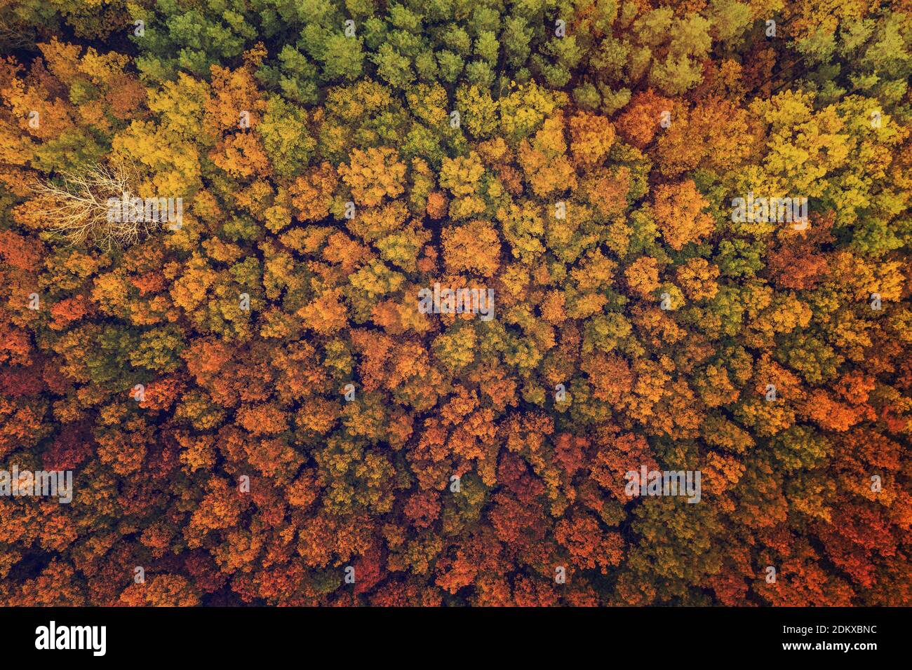 Forêt d'automne colorée ci-dessus, capturée avec un drone. Paysage naturel de saison. Banque D'Images