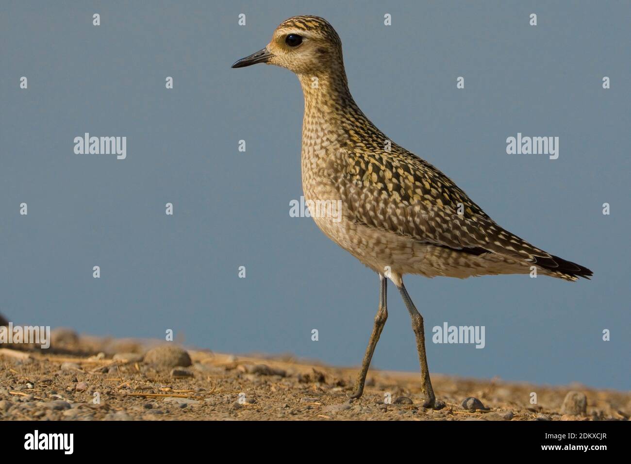 Juveniele Aziatische Goudplevier ; le jeune pluvier doré Pluvialis fulva, Banque D'Images