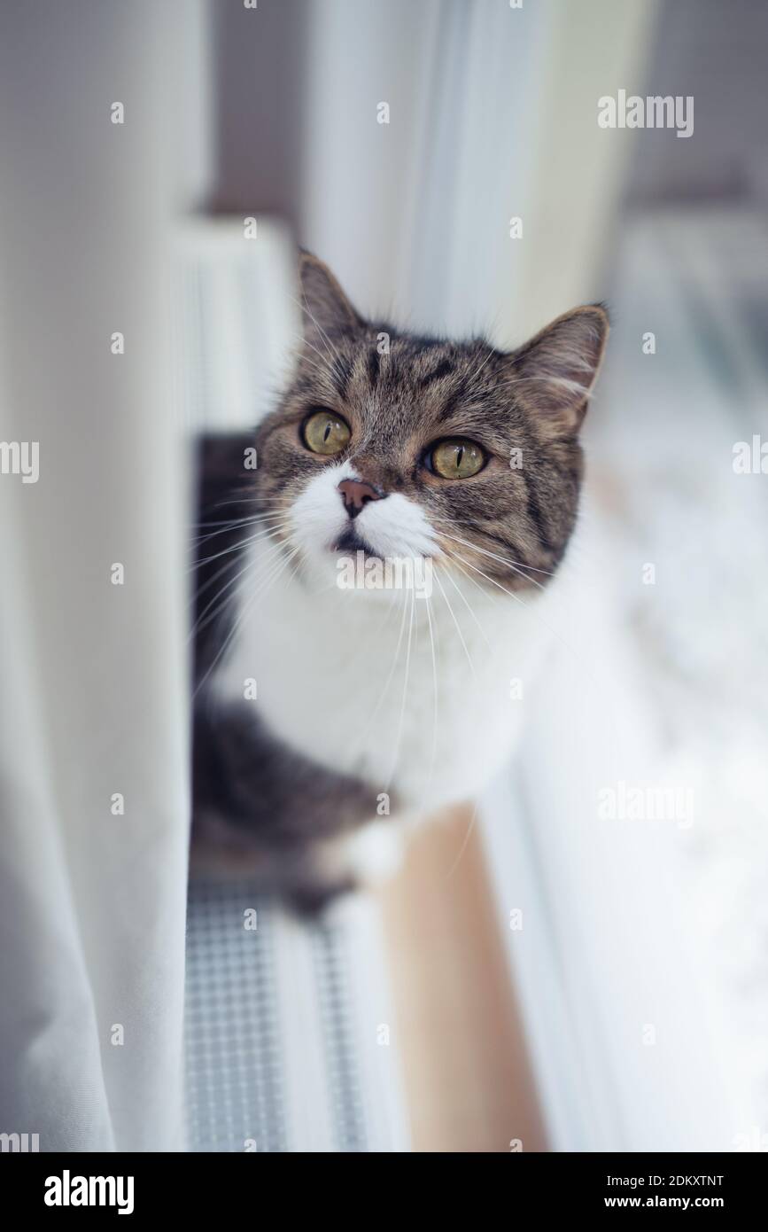 British shorthair blanc tabby cat debout sur le radiateur en face de la fenêtre jusqu'à Banque D'Images