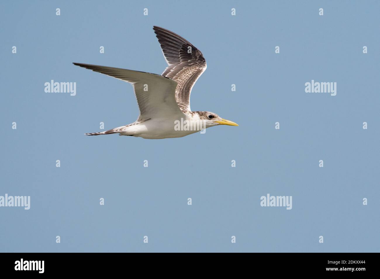 Grote Kuifstern dans viaje en avión ; Swift Dougall en vol Banque D'Images