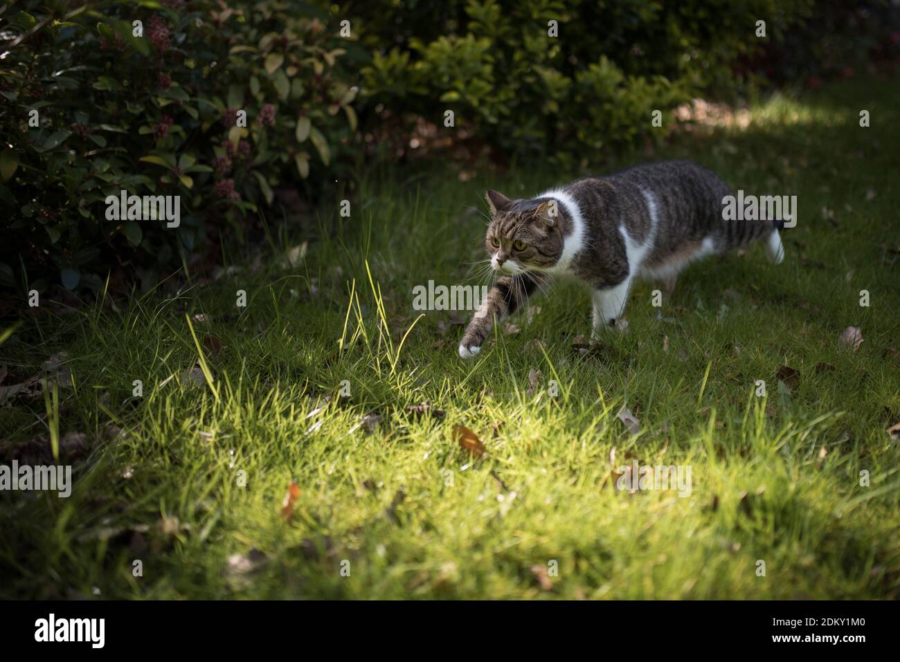 British shorthair blanc tabby cat rôdant à travers la chasse de jardin Banque D'Images