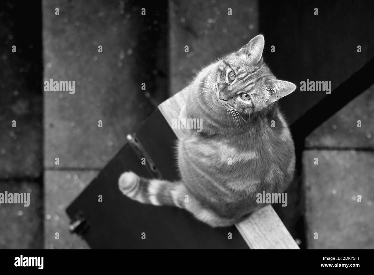 Chat Tabby assis sur la porte regardant la caméra en noir et blanc Banque D'Images