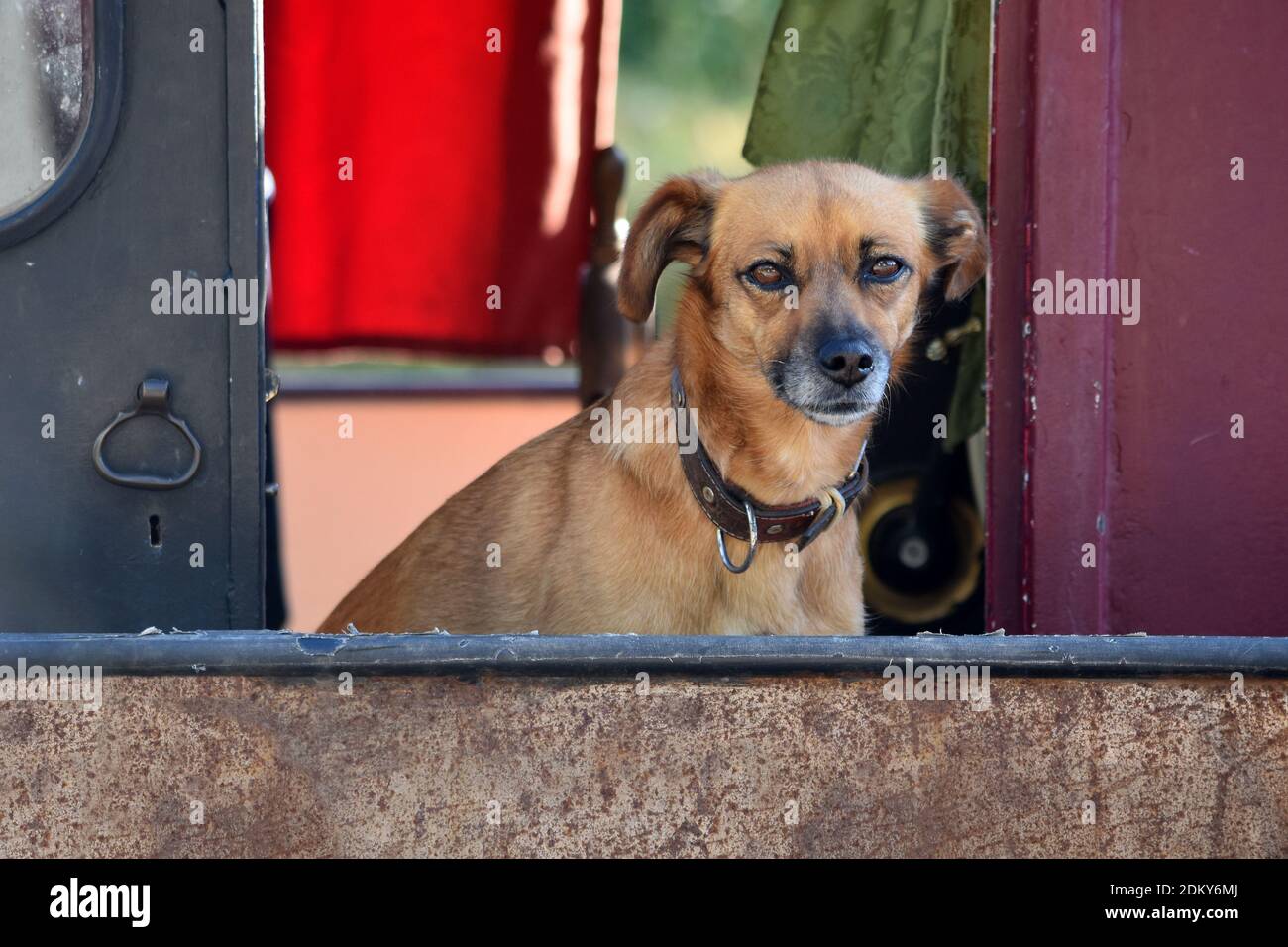 Petit chien assis et observant la caméra d'un bateau de canal à Nièvre, Bourgogne, France Banque D'Images