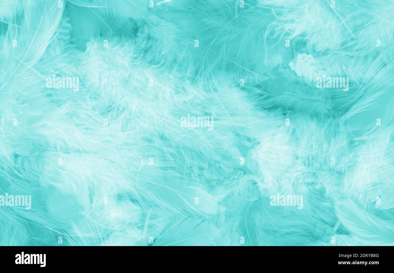 Arrière-plan plumes bleues - haute résolution Banque D'Images