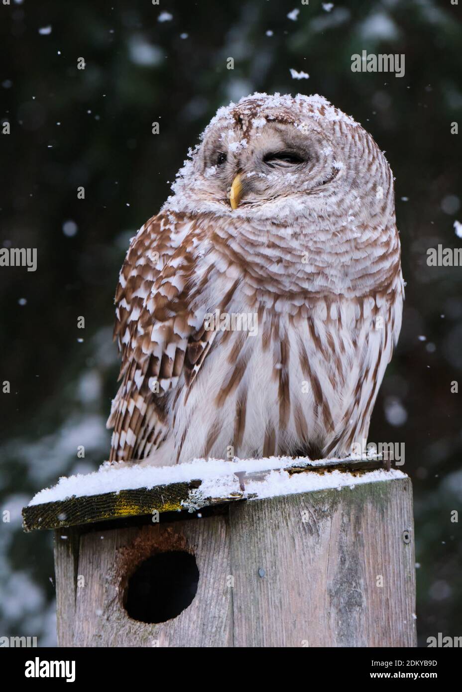 Hibou barré, Strix varia, assis sur une maison d'oiseaux en bois comme un léger flocons de neige commence à tomber sur elle. Banque D'Images