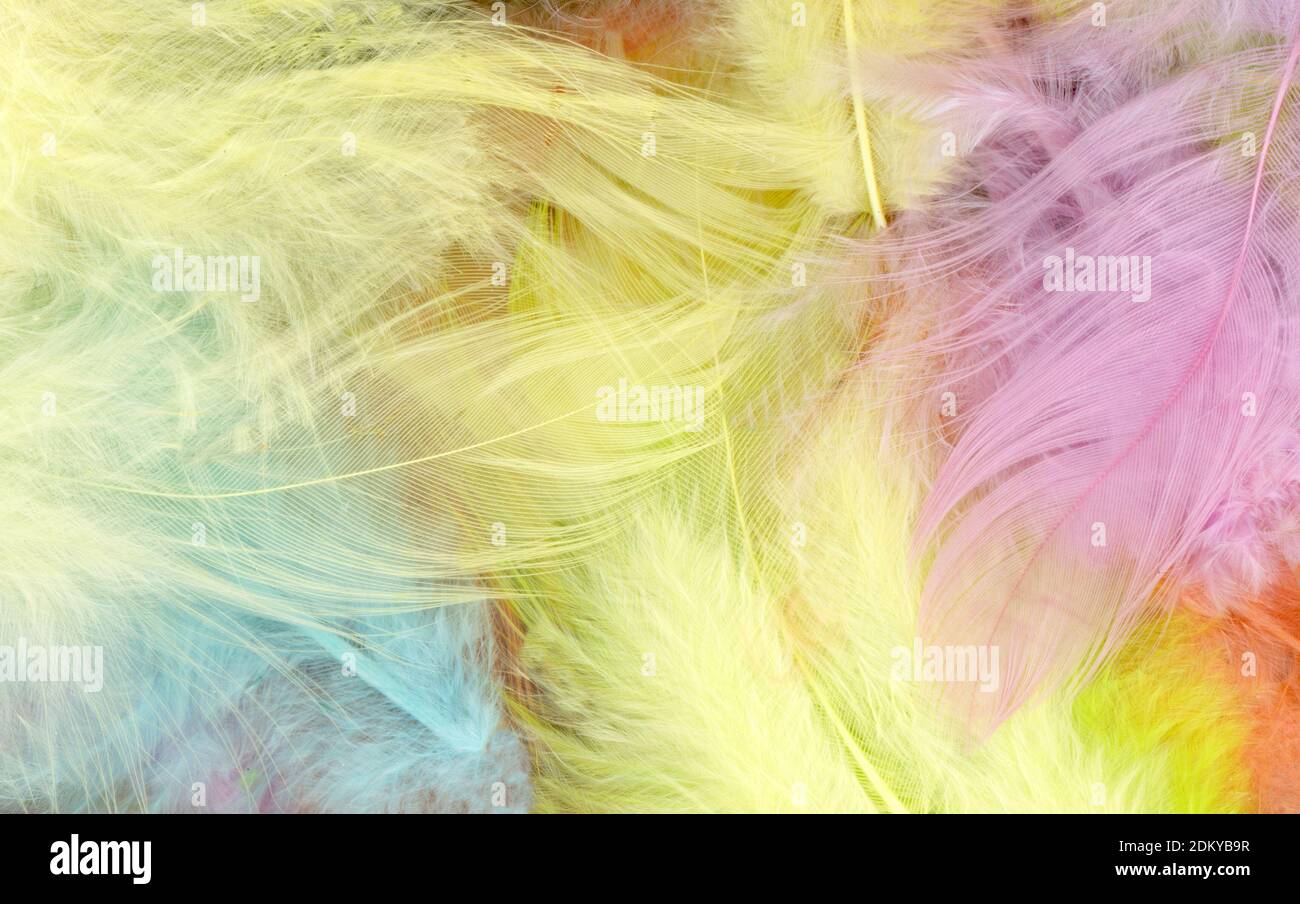 Arrière-plan en plumes colorées - haute résolution Banque D'Images