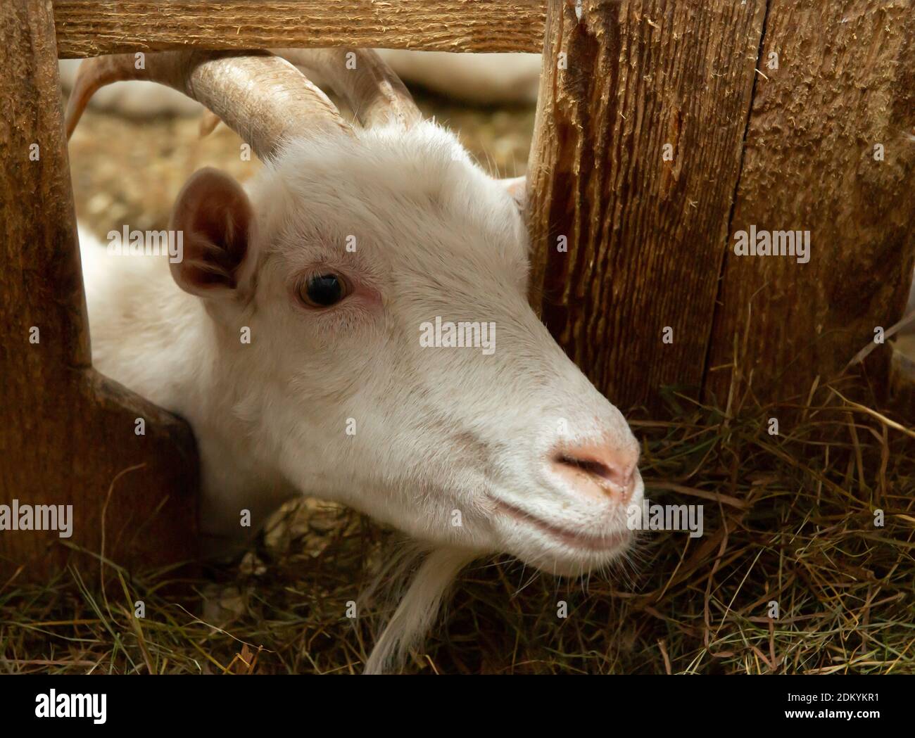 Chèvre blanc dans la grange. Chèvre nain domestique dans la ferme. Banque D'Images