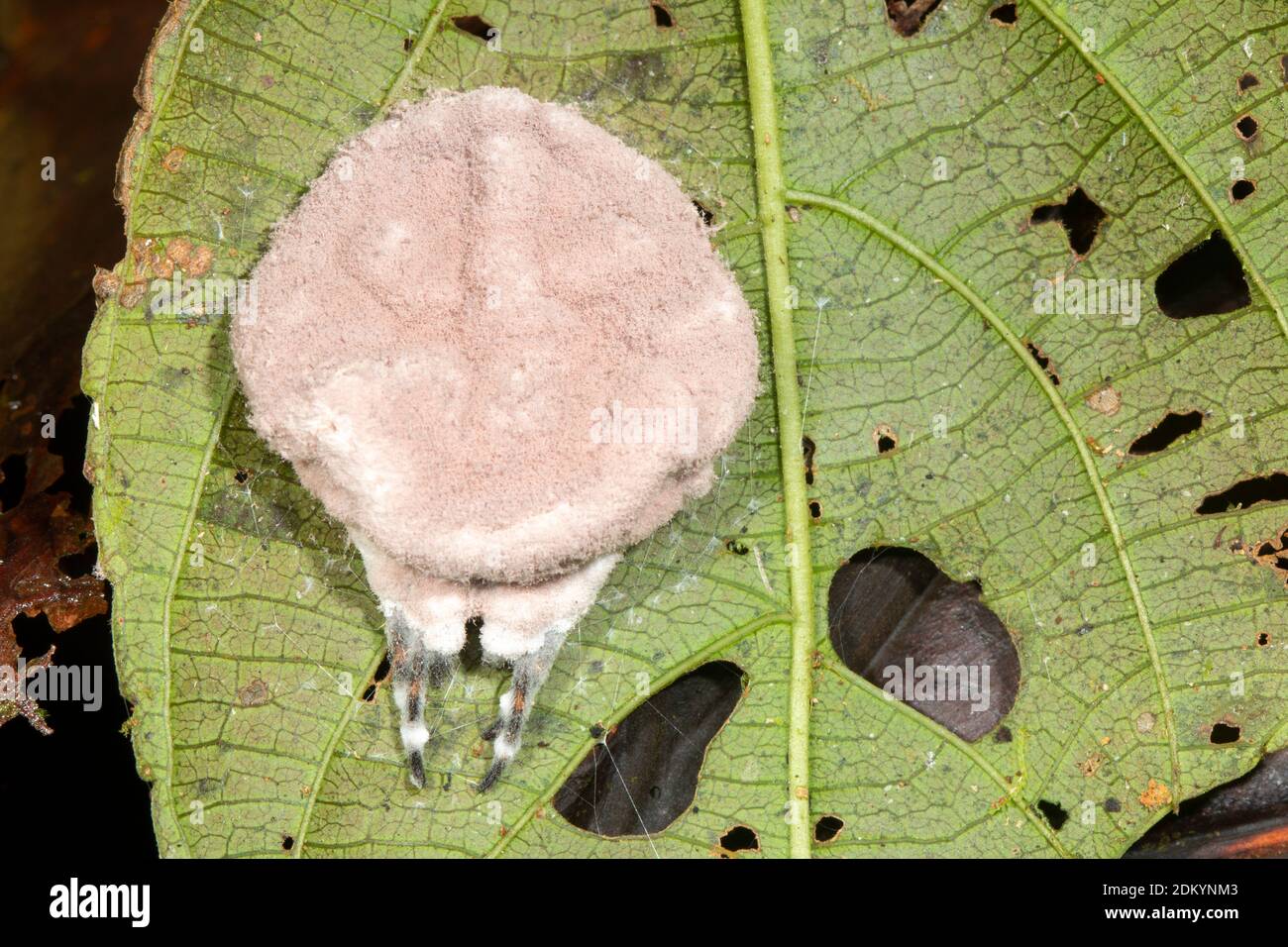 Le champignon Cordyceps (Torrubiella sp.) infecte une araignée dans la forêt tropicale sous-étage, en Équateur Banque D'Images