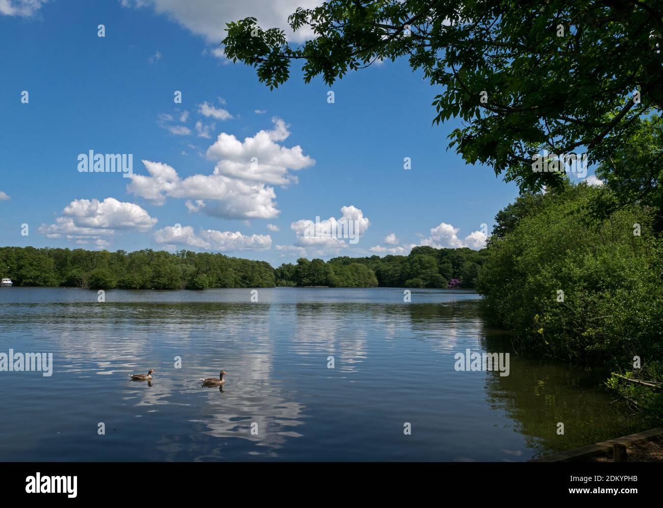 The Wide Open Spaces of the Norfolk Broads, avec son Big Sky's, Salhouse Broad, Norfolk, Angleterre, Royaume-Uni Banque D'Images
