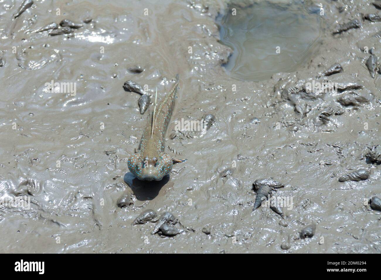 Mudskipper sur la plage de Bedul, parc national d'Alas Purwo Banque D'Images