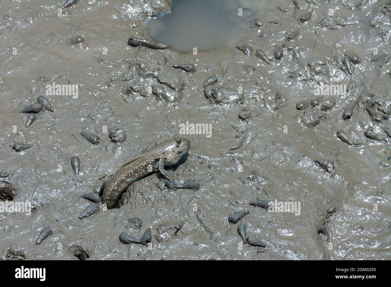 Mudskipper sur la plage de Bedul, parc national d'Alas Purwo Banque D'Images