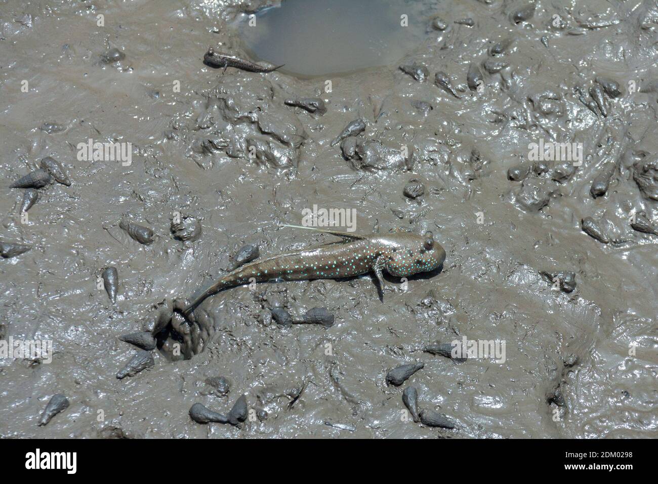 Mudskipper sur la plage de Bedul, parc national d'Alas Purwo Banque D'Images