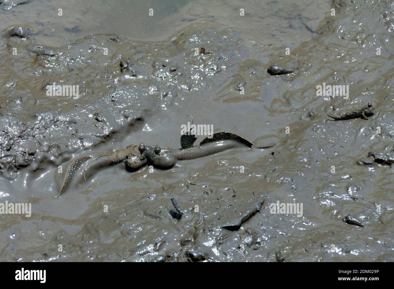 Mudskipper sur la plage de Bedul, parc national d'Alas Purwo Banque D'Images