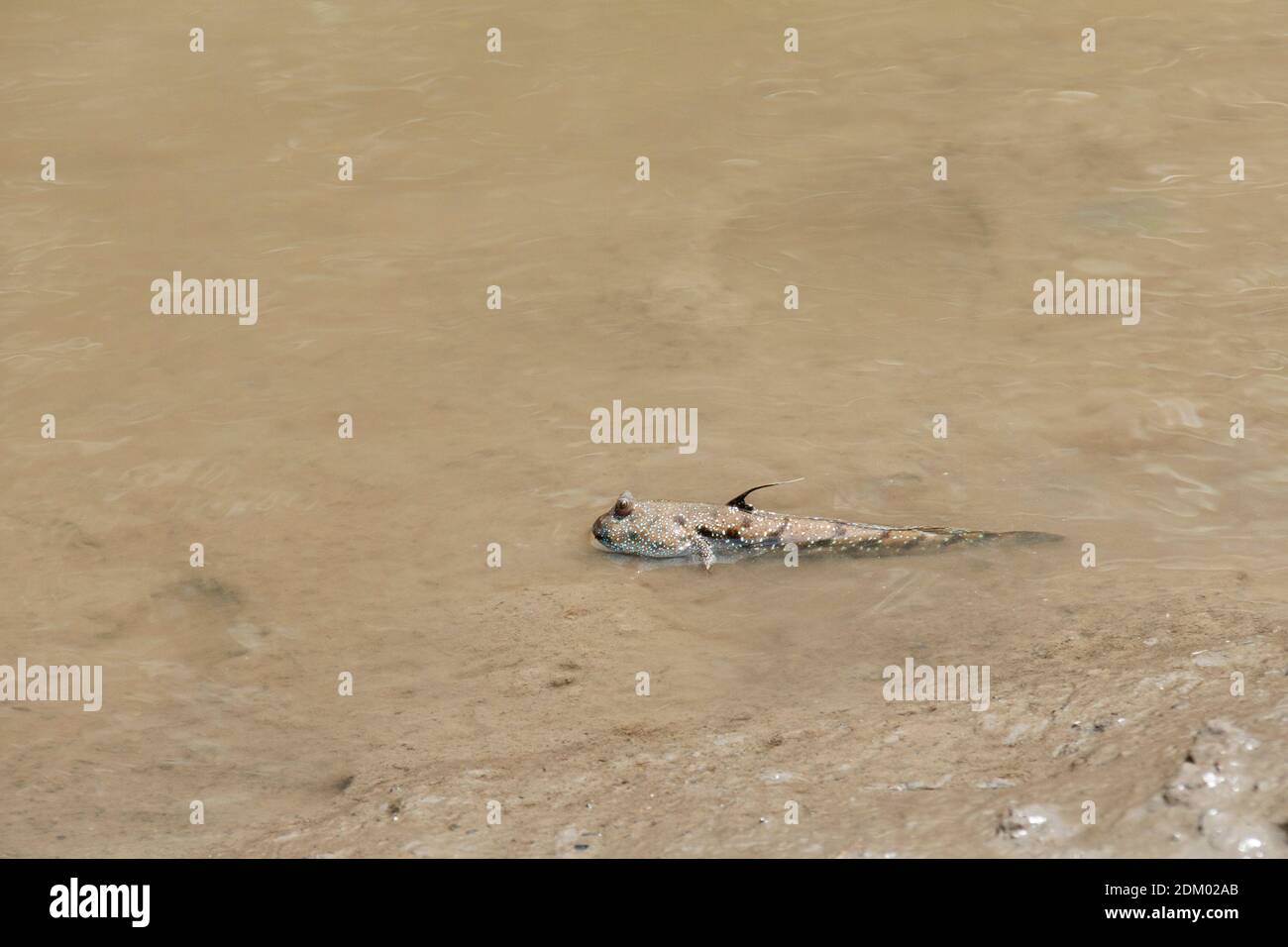 Mudskipper sur la plage de Bedul, parc national d'Alas Purwo Banque D'Images