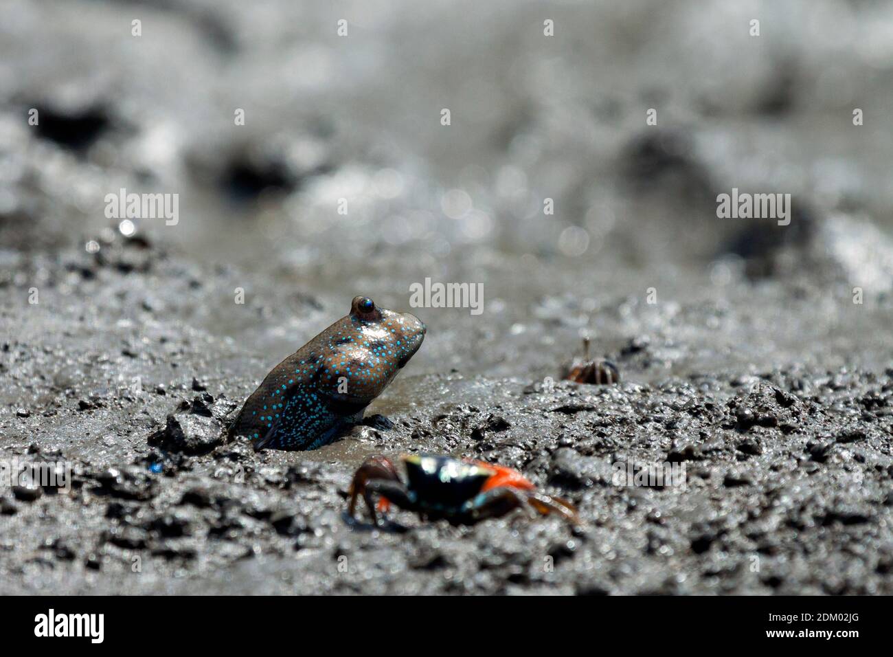 Mudskipper sur la plage de Bedul, parc national d'Alas Purwo Banque D'Images