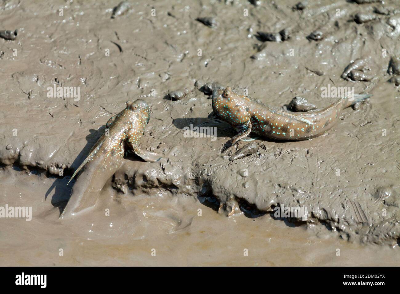 Mudskipper sur la plage de Bedul, parc national d'Alas Purwo Banque D'Images