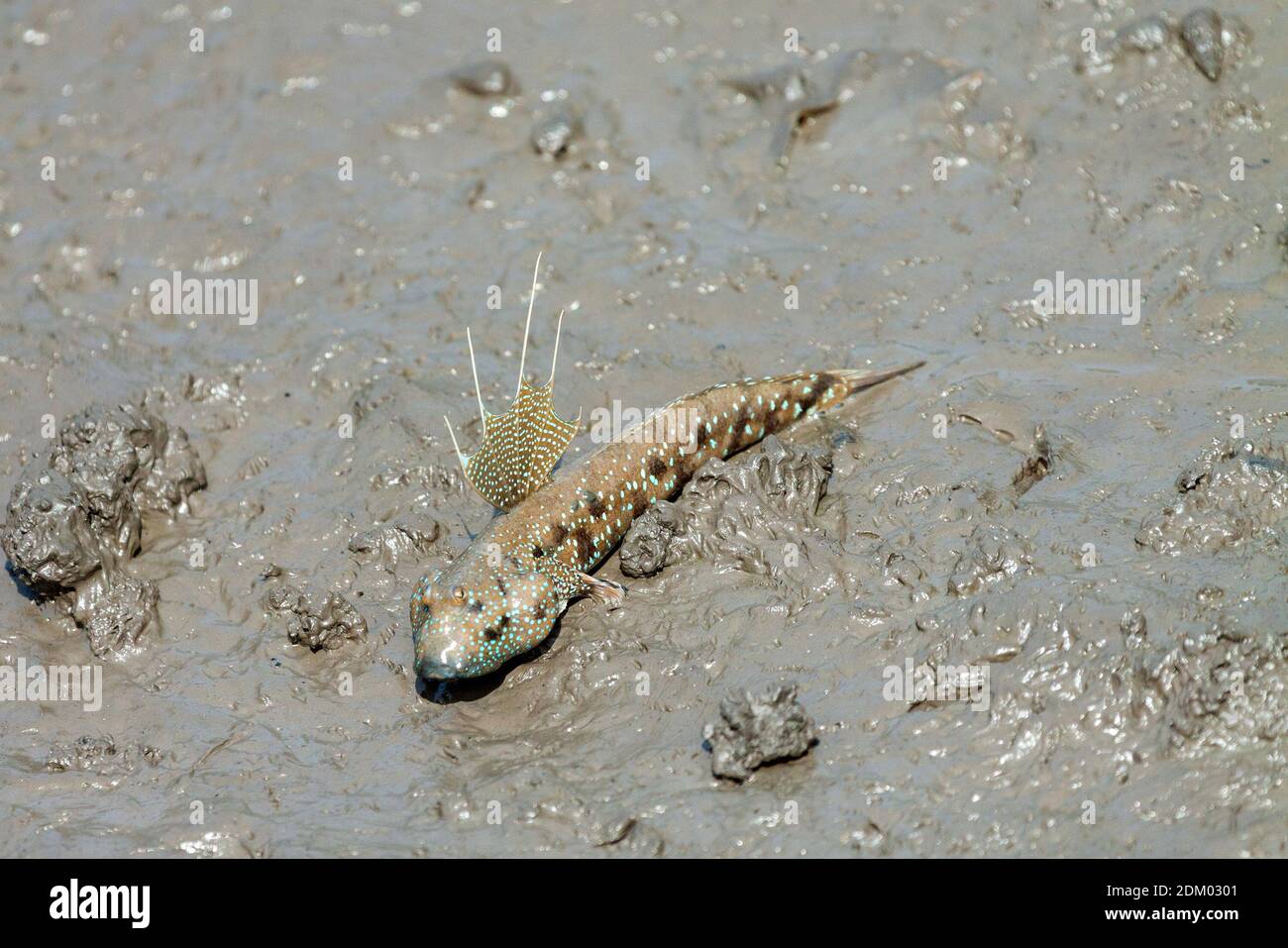 Mudskipper sur la plage de Bedul, parc national d'Alas Purwo Banque D'Images