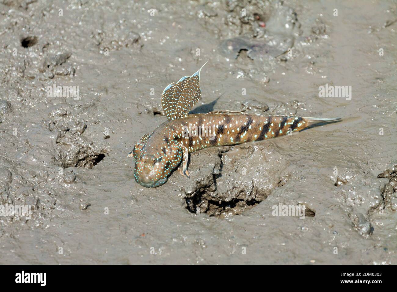 Mudskipper sur la plage de Bedul, parc national d'Alas Purwo Banque D'Images